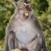 monkey_macaque_balinese_mf_ubud_v_0309_bal0310.jpg